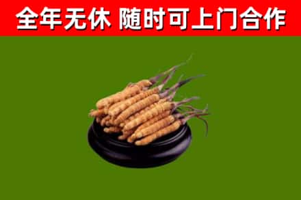 宝塔回收散虫草