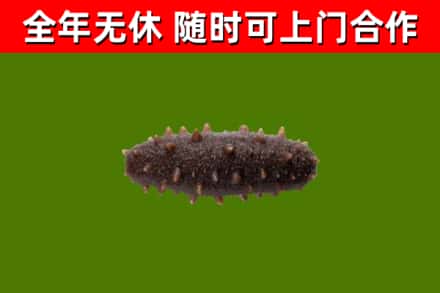 宝塔回收海参干